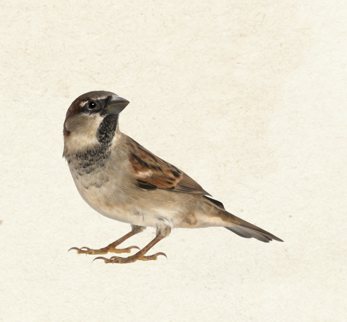 American Tree Sparrow